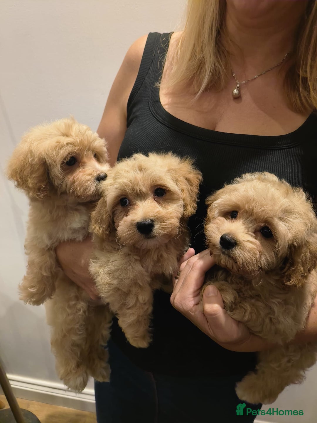 Maltipoo dogs for sale: Tiny maltipoo puppies - Image 11