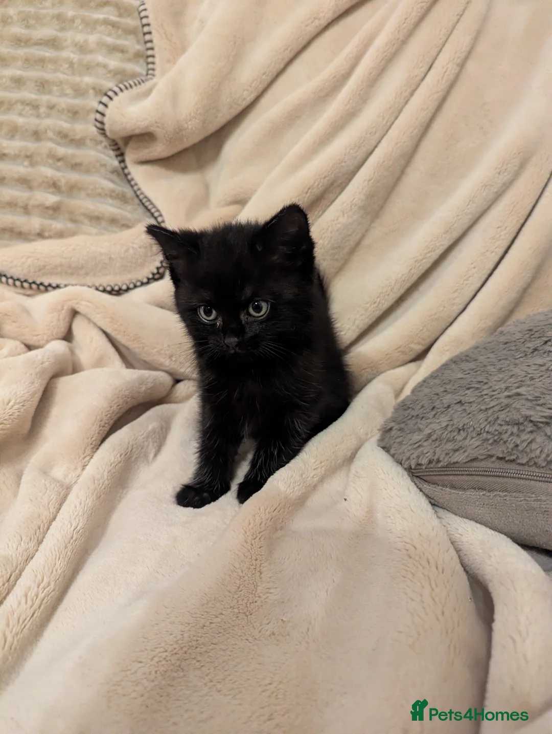 Mixed Breed cats for sale: Beautiful kittens  - Advert 5