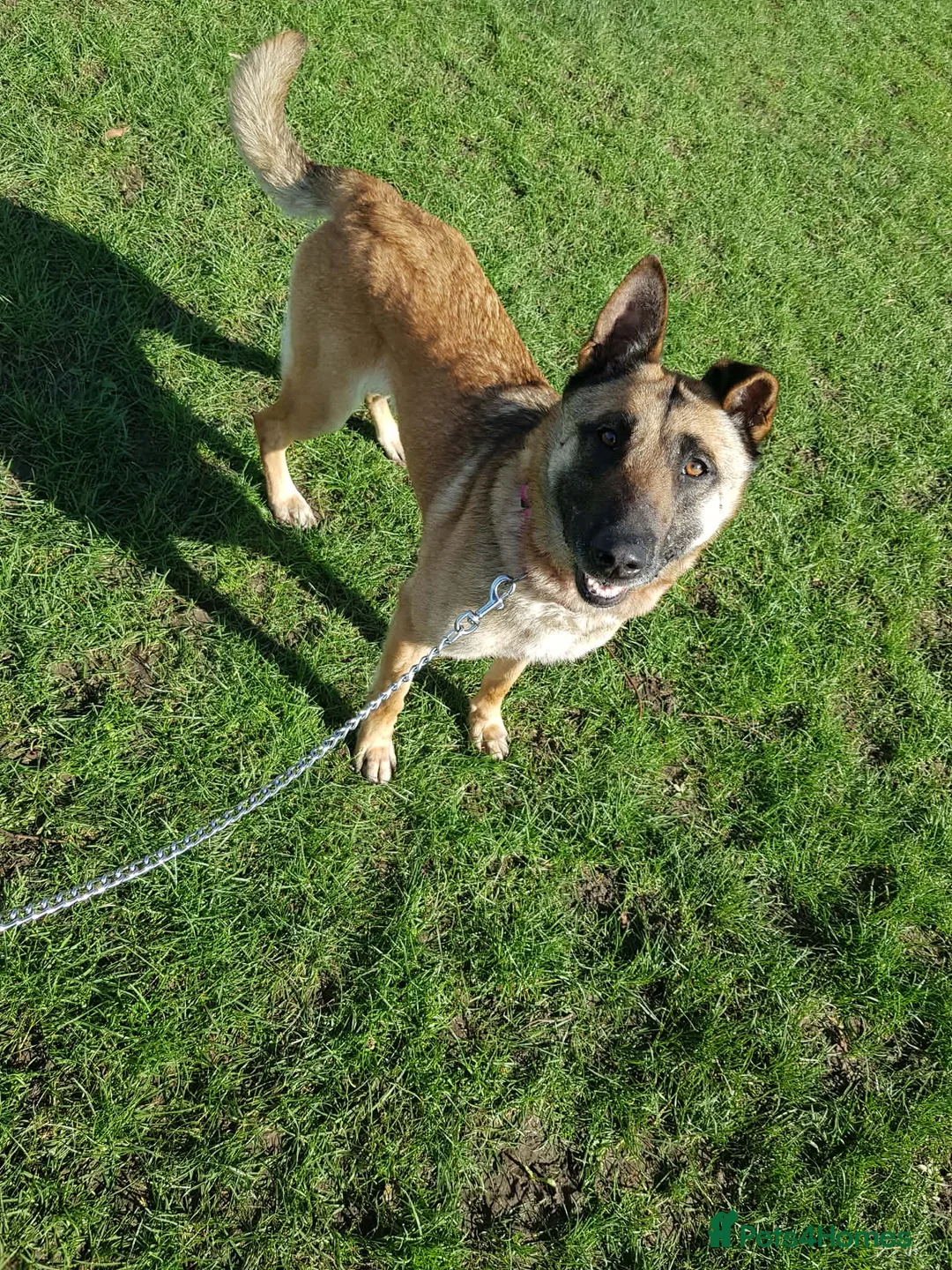 Mixed Breed dogs for sale: German Shepard x Malinois Seeking Forever Home - Advert 2