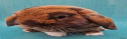 Mini Lop rabbits for sale: Male mini lop rabbits. Exceptionally well bred!  - Advert 29