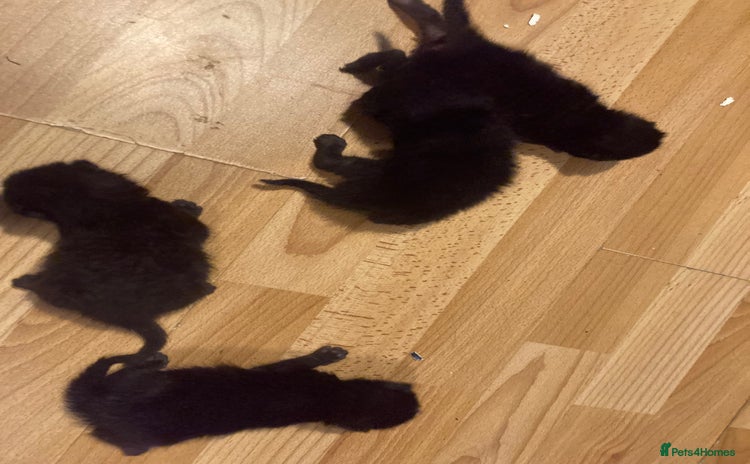 Bombay cats - Advert 1