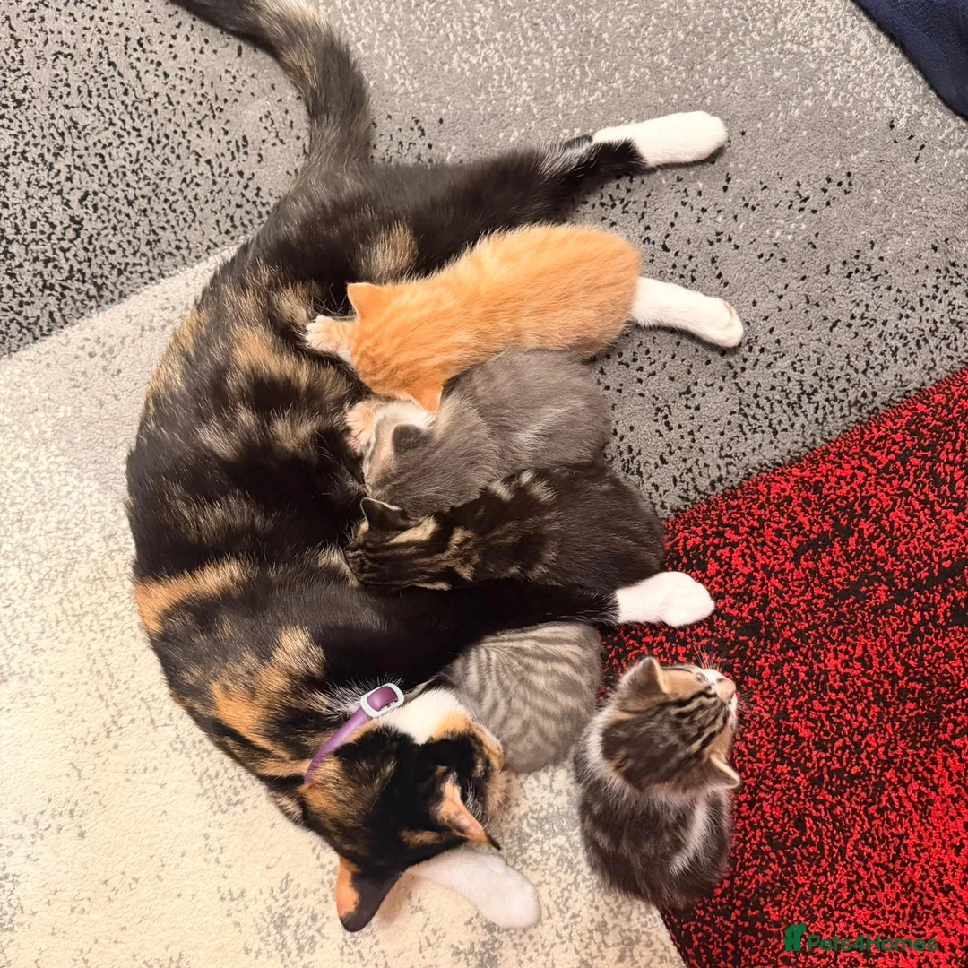 Domestic Shorthair cats for sale: Very playfully  - Advert 2