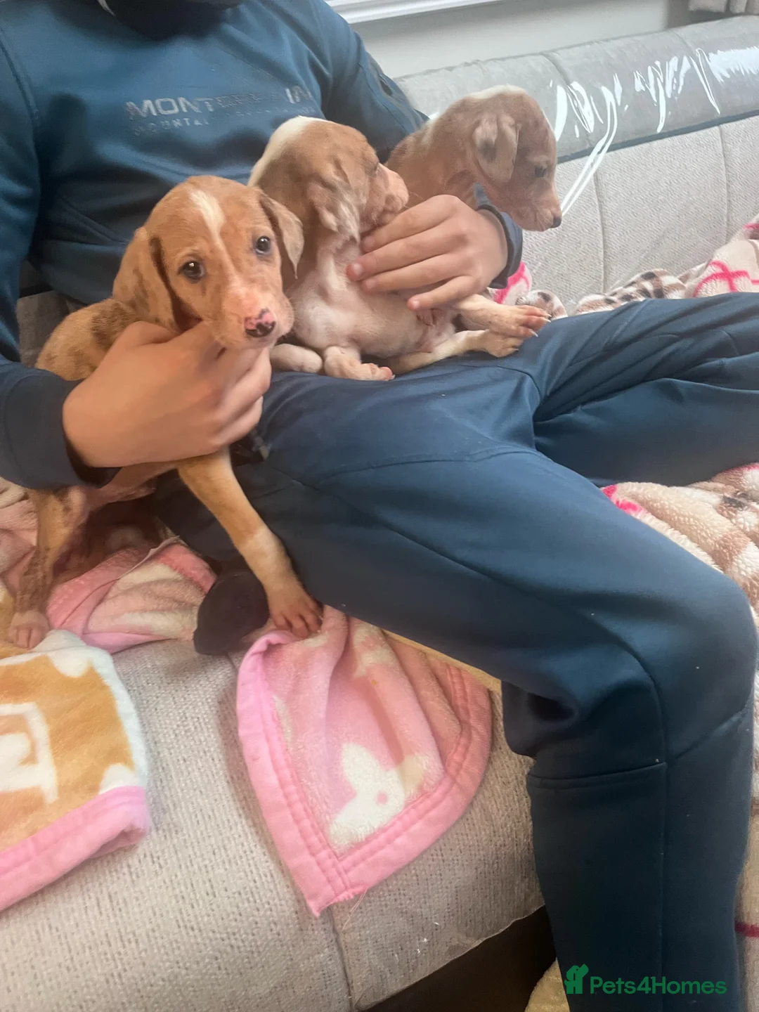 Saluki dogs for sale: Saluki puppies ready now  - Advert 9