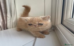 Exotic cats for sale: Super high quality Exotics - TICA reg pedigree - Image 23