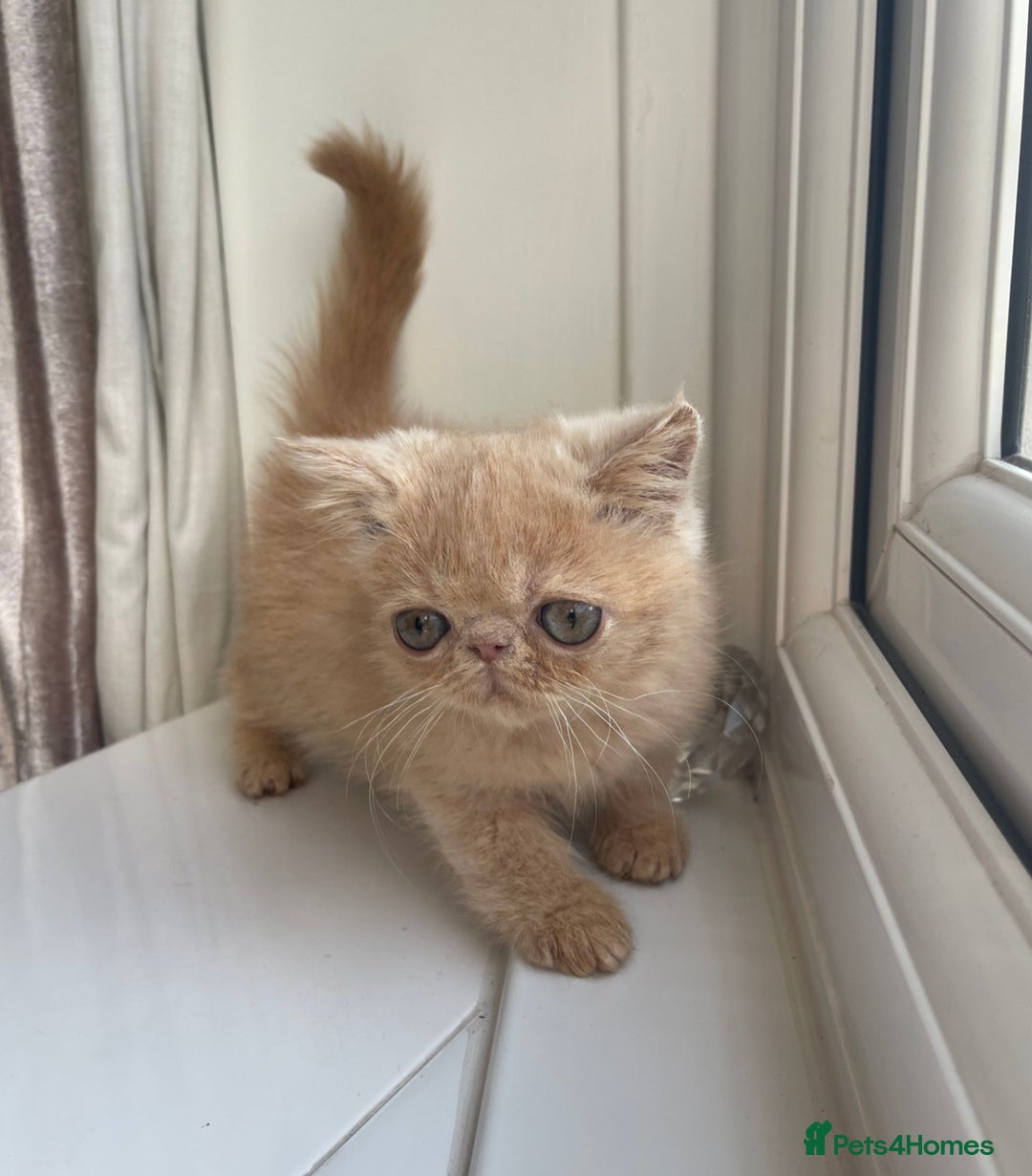 Exotic cats for sale: Super high quality Exotics - TICA reg pedigree - Image 23