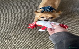 Chihuahua dogs for sale: Chihuahua dog age 6 years old  - Image 10