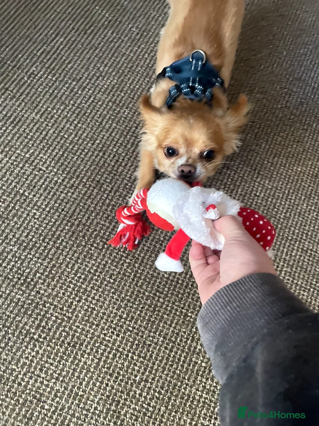 Chihuahua dogs for sale: Chihuahua dog age 6 years old  - Image 10