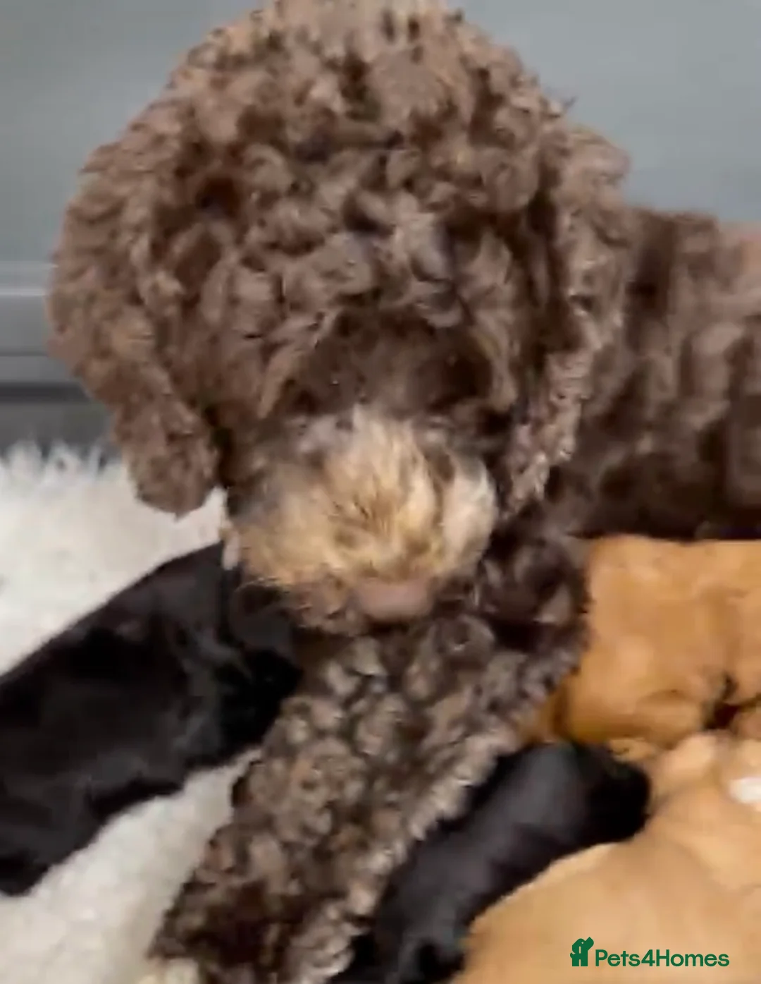 Australian Labradoodle dogs for sale: Miniature Australian Labradoodle Puppies  - Advert 2