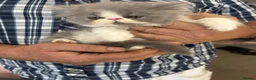 Persian cats for sale: 2 full pedigree GCCF registered Persian kittens  in London - Advert 5