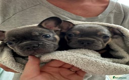 French Bulldog dogs for sale: French Bulldog Puppies Looking for  Forever Homes! - Image 2