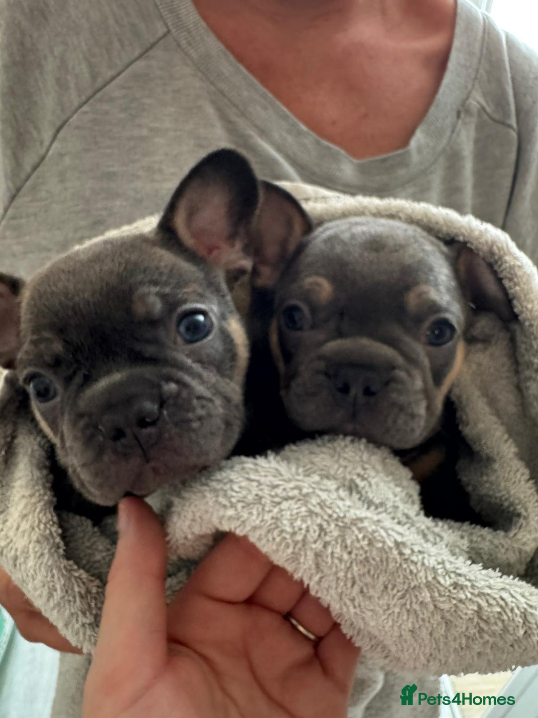 French Bulldog dogs for sale: French Bulldog Puppies Looking for  Forever Homes! - Image 2