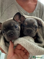 French Bulldog dogs - Advert 3