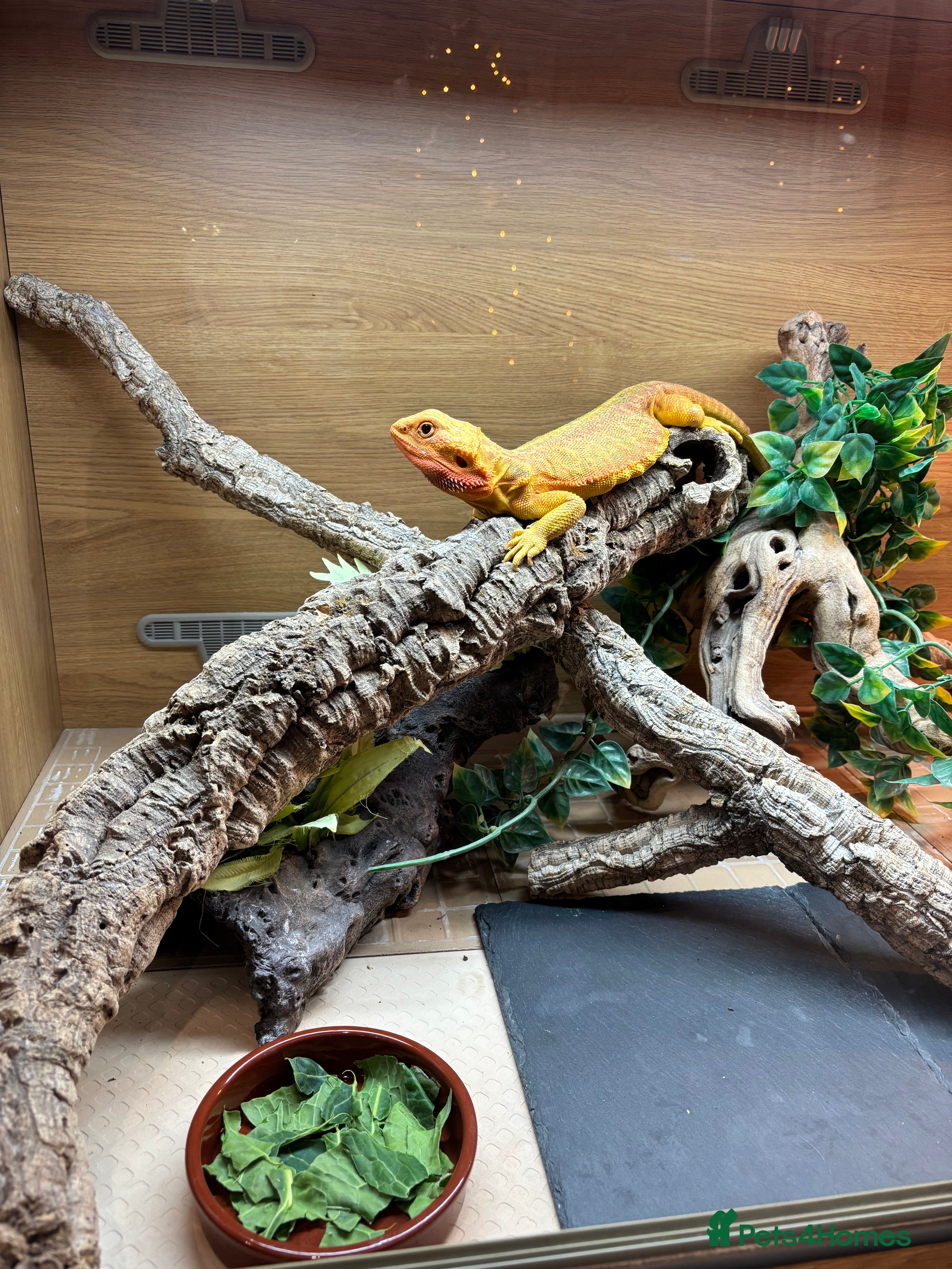 Bearded Dragon reptiles Translucent leatherback female bearded dragon - Advert 3