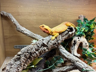 Bearded Dragon reptiles Translucent leatherback female bearded dragon - Advert 17