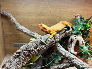 Bearded Dragon reptiles Translucent leatherback female bearded dragon - Advert 15