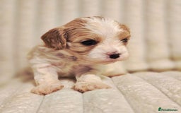 Cavapoo dogs for sale: Adorable Cavapoo Pups fully health tested parents - Image 20