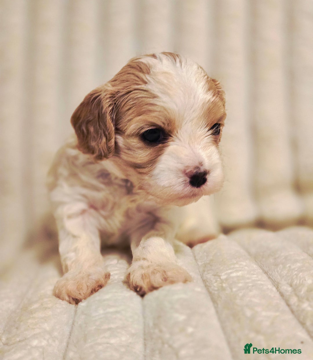 Cavapoo dogs for sale: Adorable Cavapoo Pups fully health tested parents - Image 20