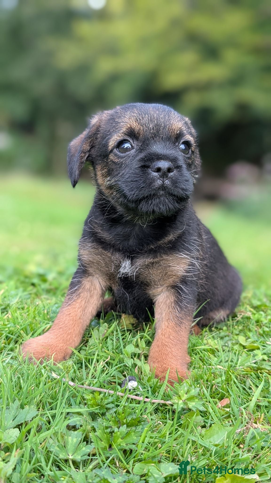 Border Terrier dogs ONLY 1 MALE LEFT Beautiful Border Pups (KC Reg) - Advert 1