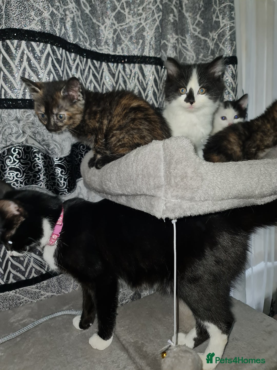 Mixed Breed cats for sale: 2 male kittens black&white - Advert 10