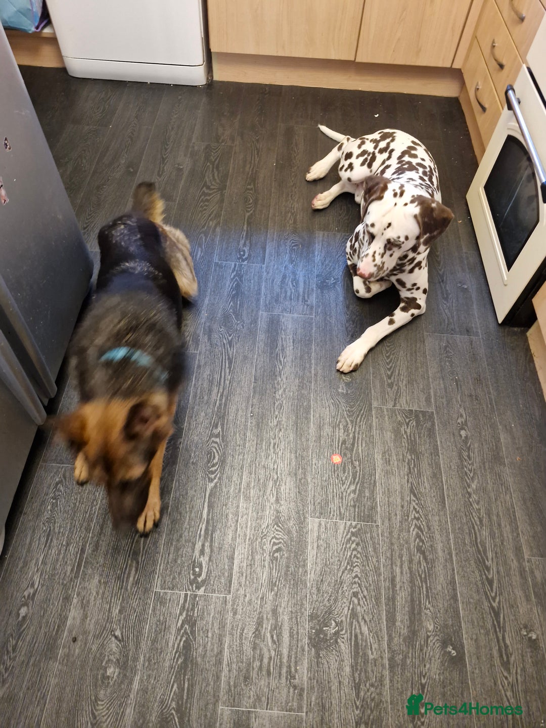 Mixed Breed dogs for sale: German shepherd and Dalmatian for rehoming - Advert 9