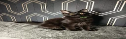Maine Coon cats for sale: READY SOON Beautiful Maine coon babies  - Advert 4