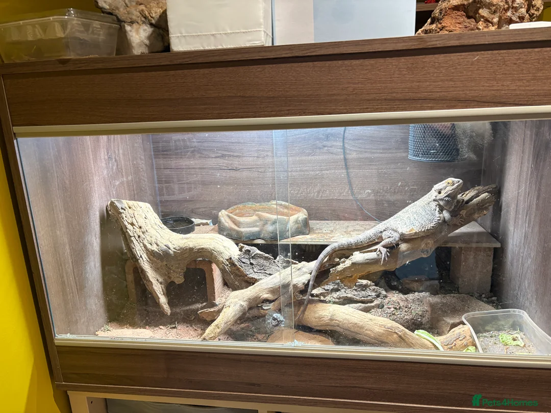Bearded Dragon reptiles for sale: Bearded Dragon and tank set up  in Driffield - Advert 2