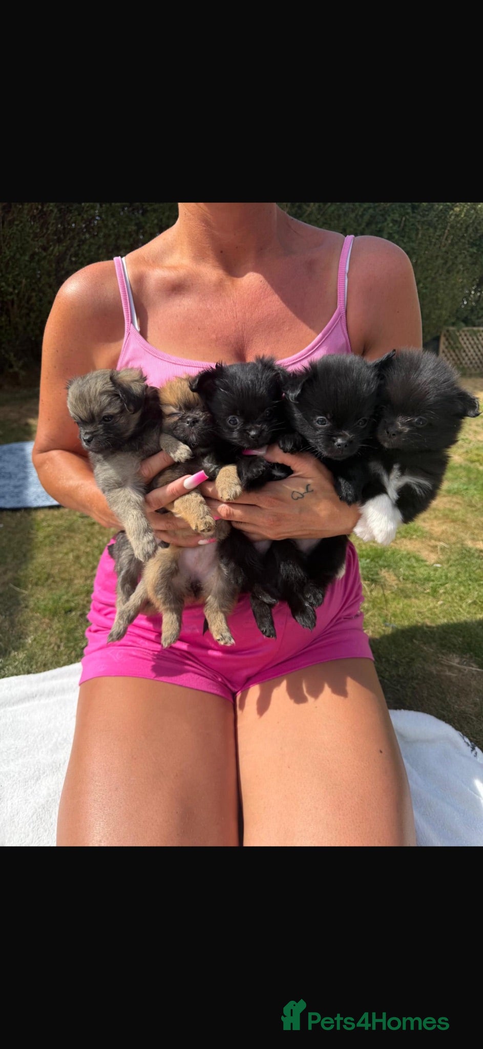 Pomchi dogs  REDUCED !!!! Tiny pomchis - Advert 3