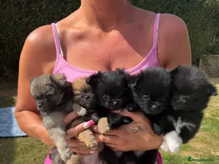 Pomchi dogs REDUCED !!!! Tiny pomchis - Advert 3