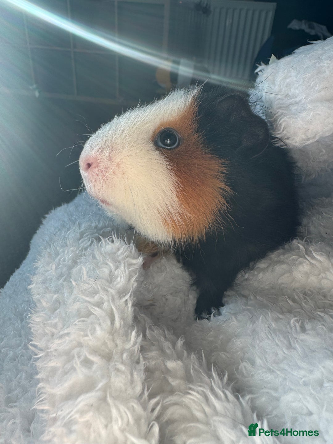 Guinea Pig rodents for sale: Pair of male guinea pigs - Image 2