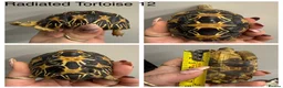 Tortoise reptiles for sale: Radiated tortoises At Urban Exotics - Advert 6
