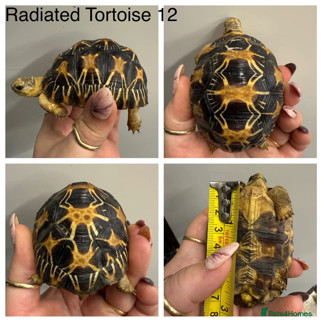 Tortoise reptiles for sale: Radiated tortoises At Urban Exotics - Advert 6