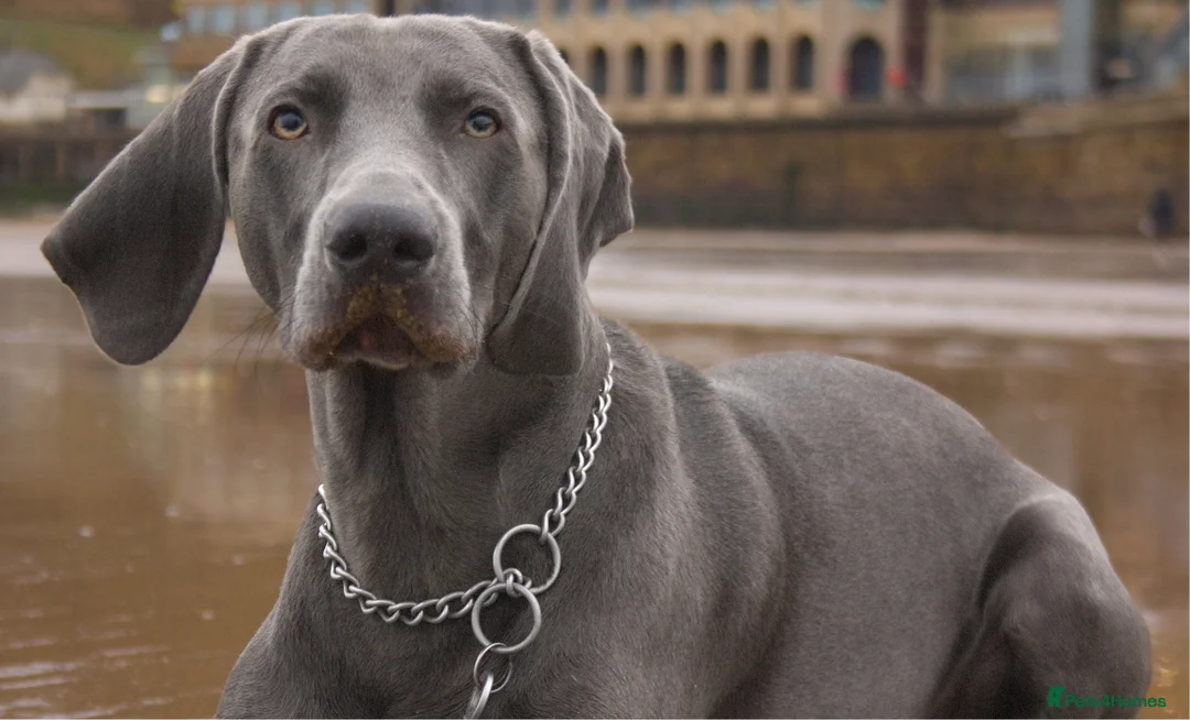 Weimaraner dogs for stud: No Cost 1 Year Old Blue Weimaraner For Stud - Advert 23