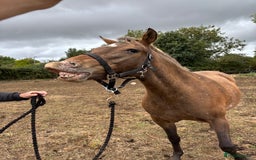 Appaloosa horses for sale: Beautiful Maggie  - Image 3