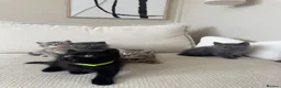 British Shorthair cats for sale: British shorthair kittens - Advert 13