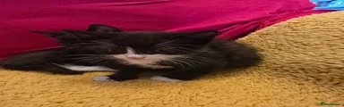 Oreo