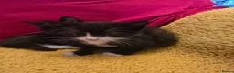 Domestic Shorthair cats for sale: 🐾 7 Adorable Kittens Looking for Loving Homes 🐾 - Advert 7