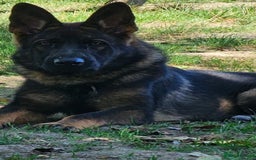 German Shepherd dogs for sale: Czech shepherd  - Image 2