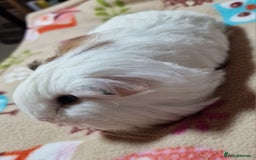 Guinea Pig rodents for sale: Two Stunning Sheltie Sows - Image 28