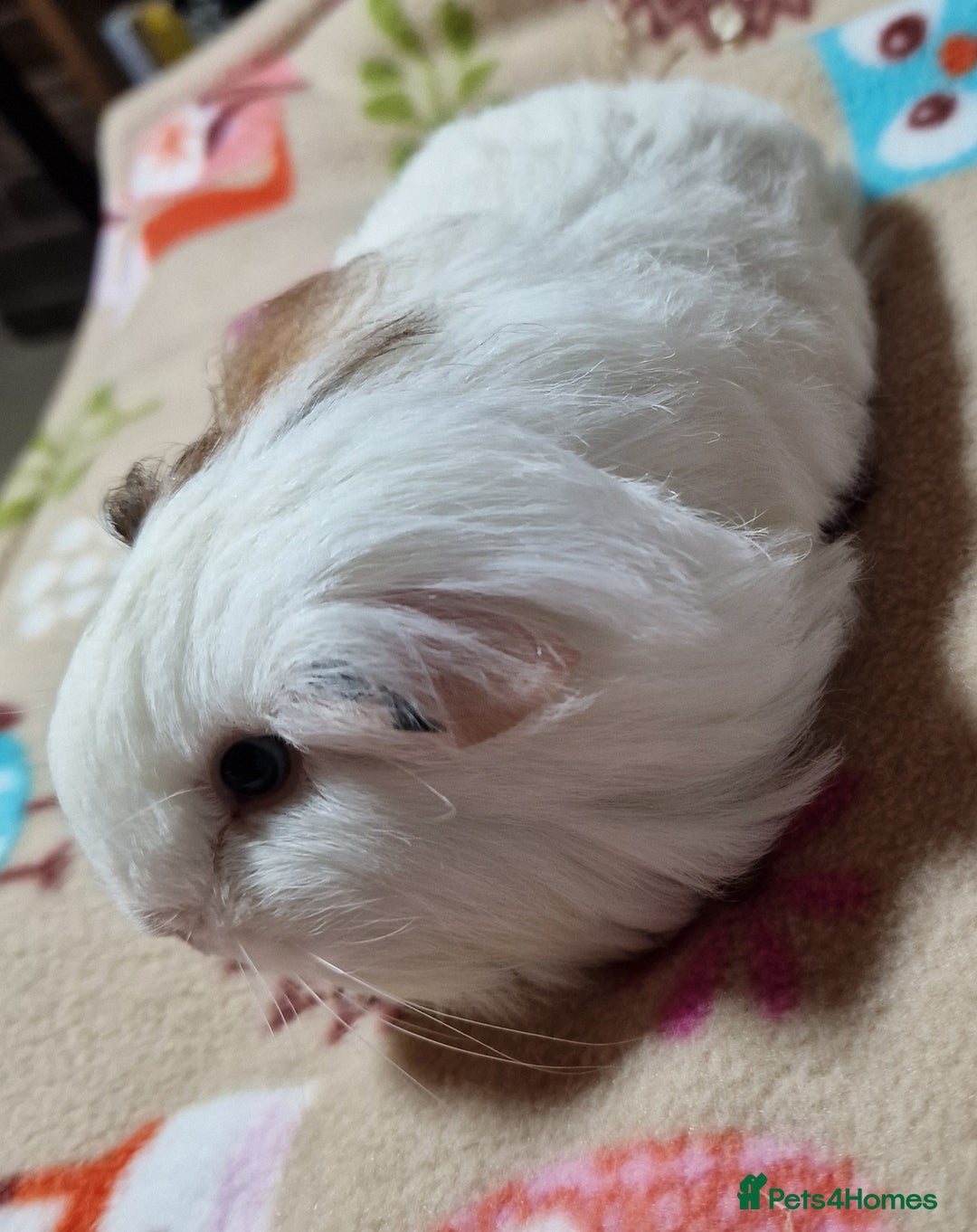 Guinea Pig rodents for sale: Two Stunning Sheltie Sows - Image 28