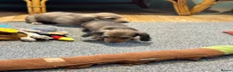 Miniature Dachshund dogs for sale: Cream dapple boy and shaded red girl - Advert 9