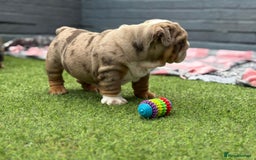 English Bulldog dogs for sale: Exceptional English Bulldog Puppies - Image 24