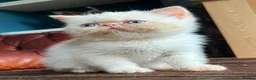 Exotic cats for sale: Last Remaining Colourpoint Exotic Boy - Advert 7
