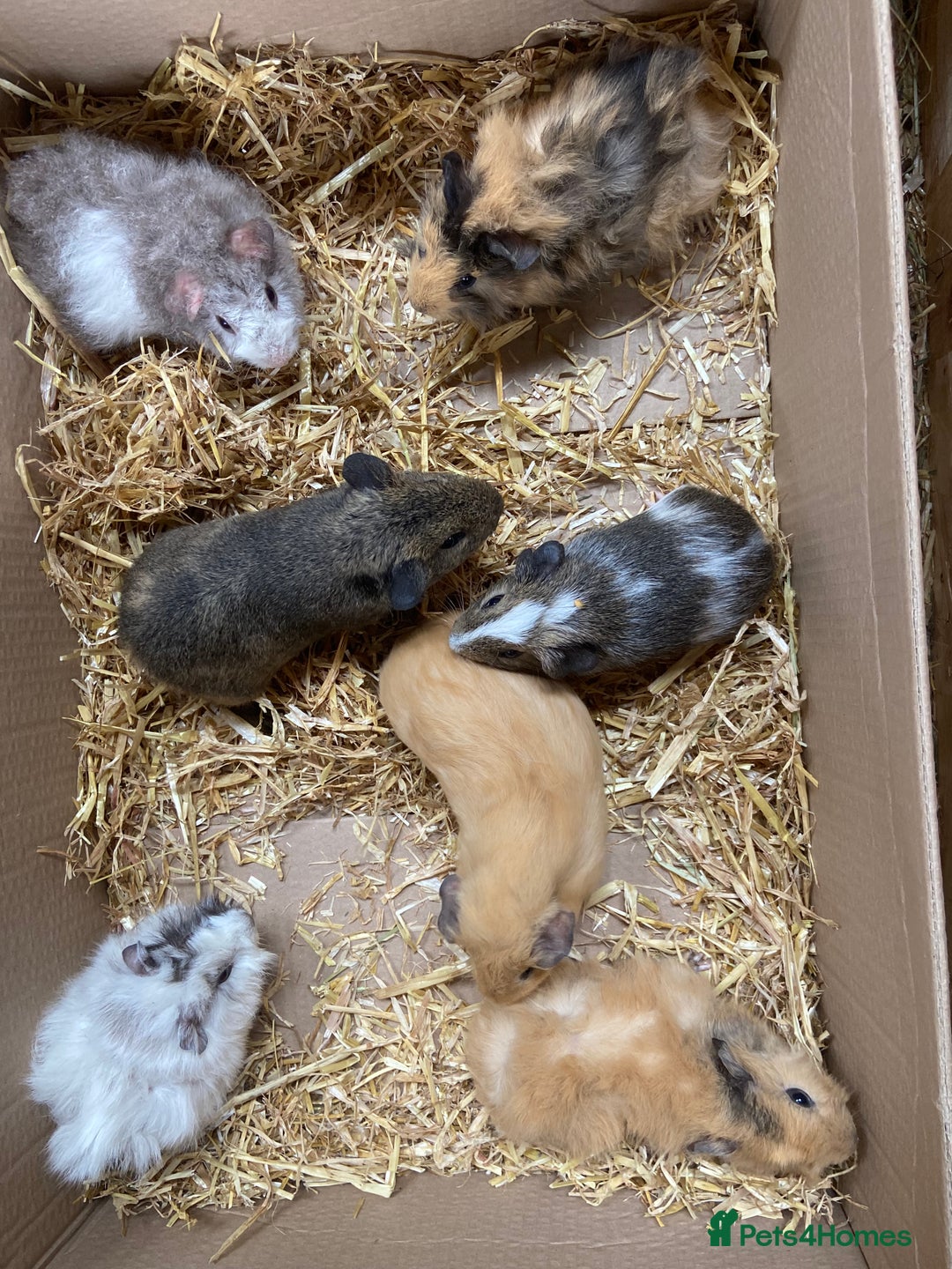 Guinea Pig rodents for sale: For Sale Baby Male Guinea Pigs - Image 3