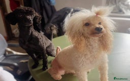 Toy Poodle dogs for sale: TOY POODLE PUPPIES 2 GIRLS 1 BOY LEFT - Image 12