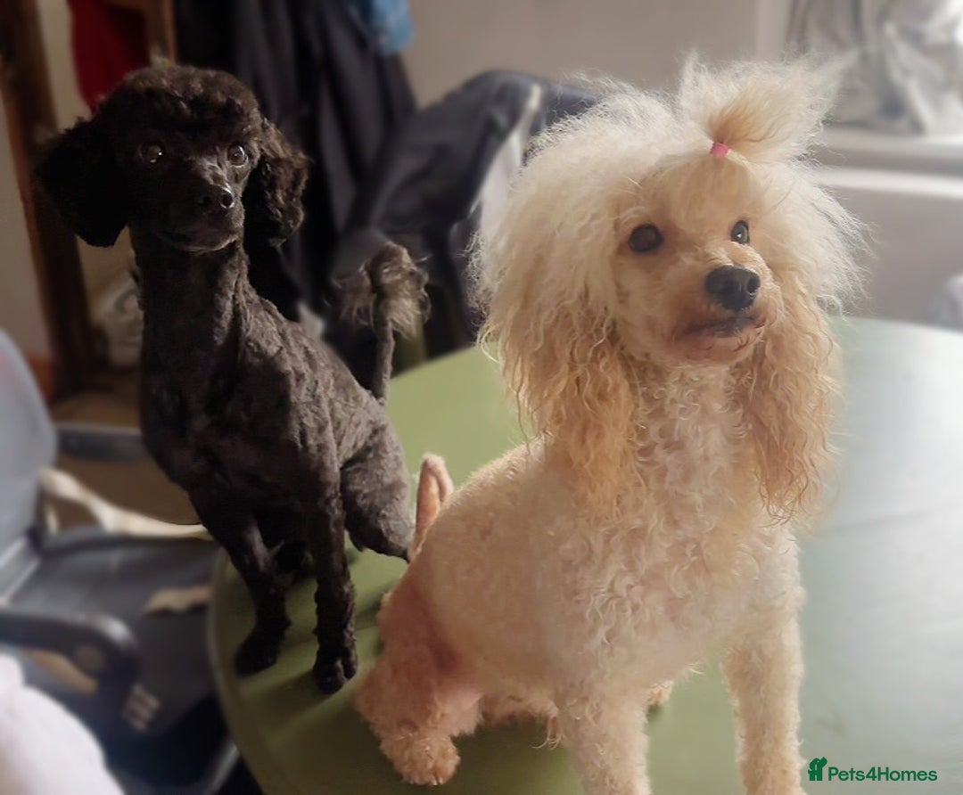 Toy Poodle dogs for sale: TOY POODLE PUPPIES 2 GIRLS 1 BOY LEFT - Image 12