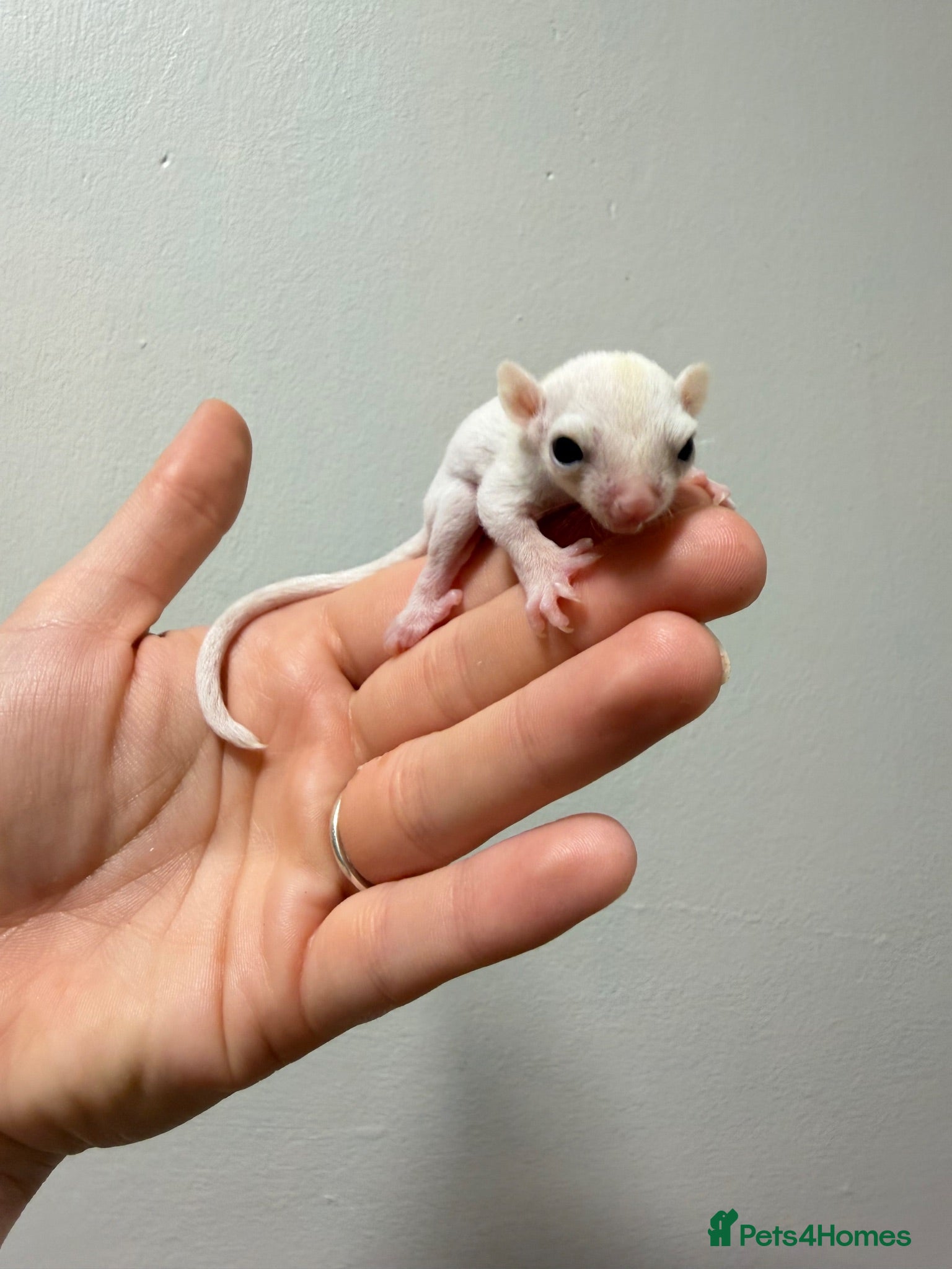 Sugar Glider rodents Joeys now OOP! 2 available  - Advert 22