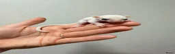 Sugar Glider rodents for sale: Joeys now OOP! 2 available  - Advert 1