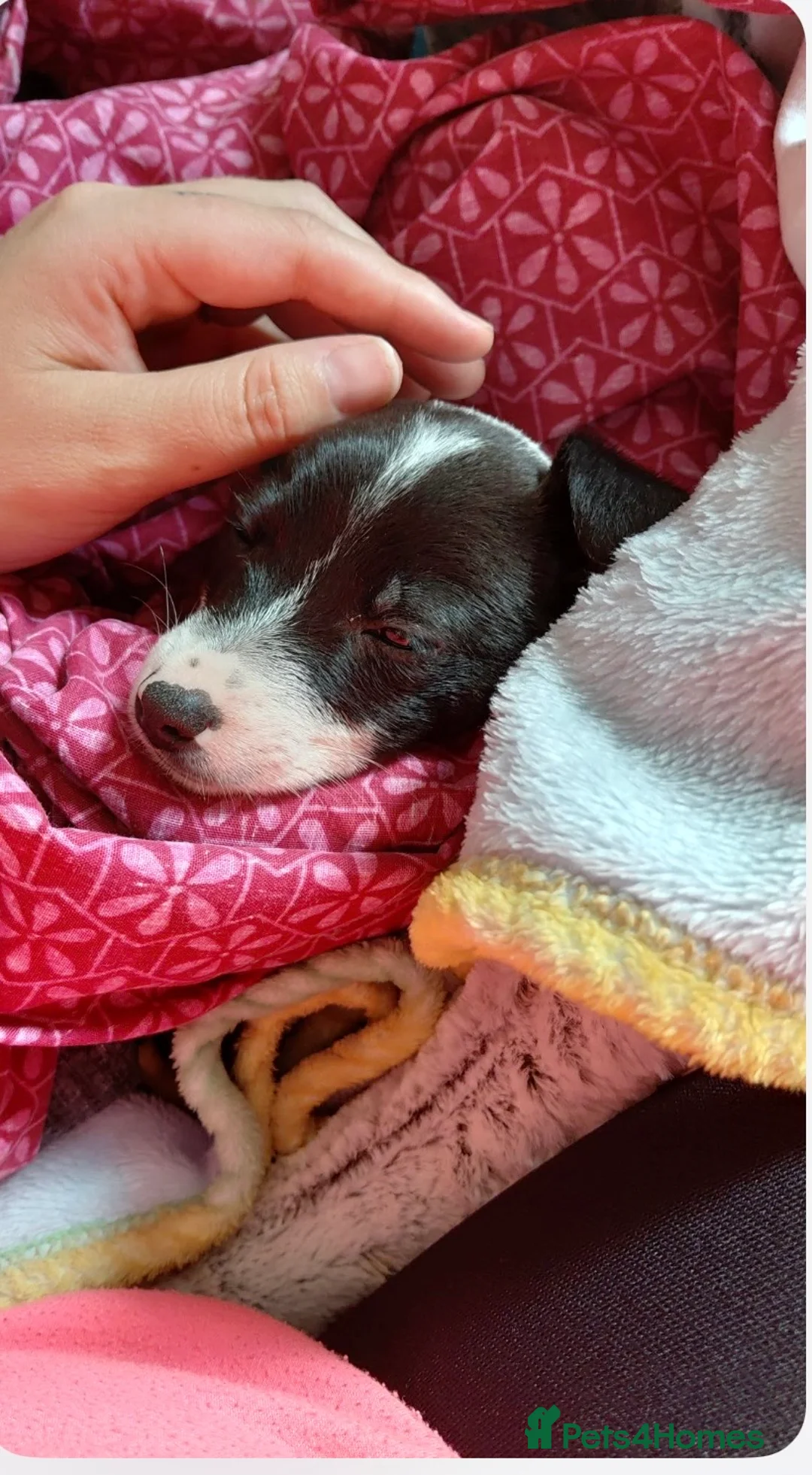 Jack Russell dogs for sale: Puppy  in Tonbridge - Advert 2