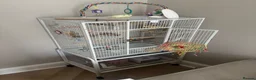 Budgerigars birds for sale: Yellow Budgie in Glasgow - Advert 2