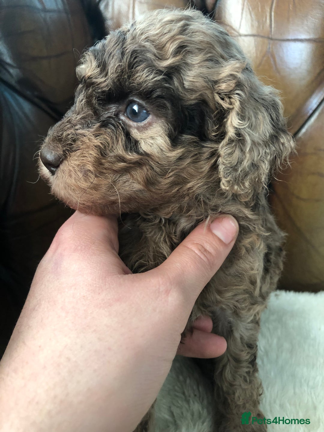 Labradoodle dogs for sale: Miniature Curly-Coated Teddybear Labradoodles  - Advert 12